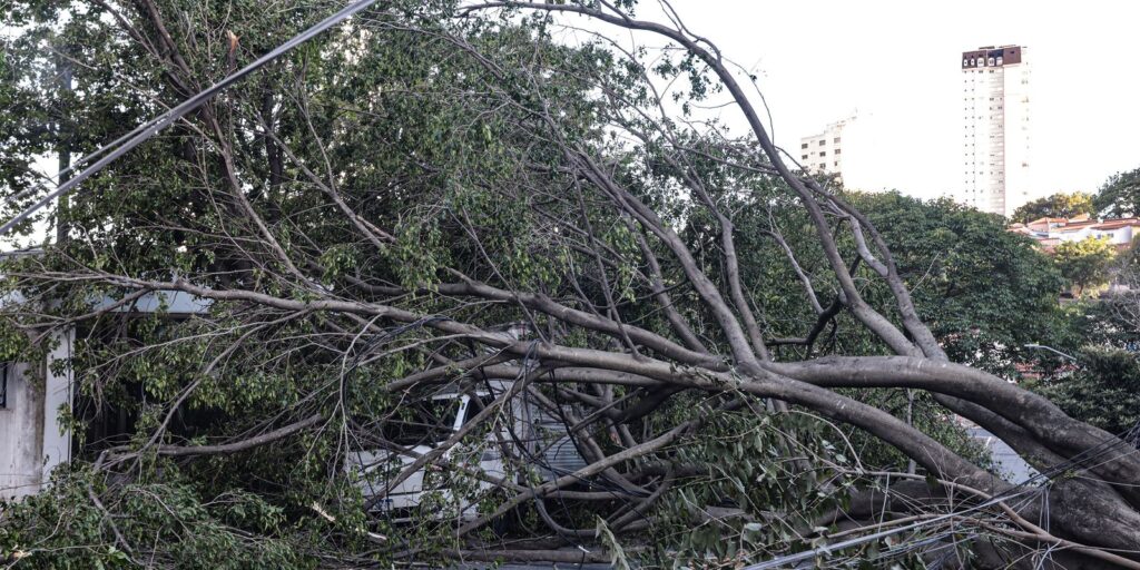 defesa-civil-de-sp-recebe-514-chamados-por-quedas-de-arvores